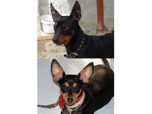 PoulaTo: pinscher πώληση